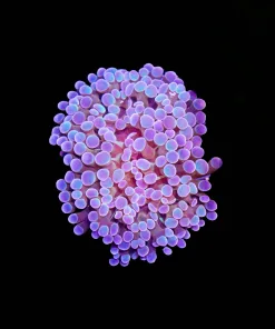 Wysiwyg Watercolor Hammer Coral Large Frag (C29)