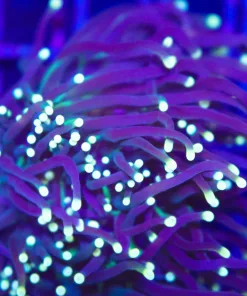 Black Hornet Torch Coral (C3)