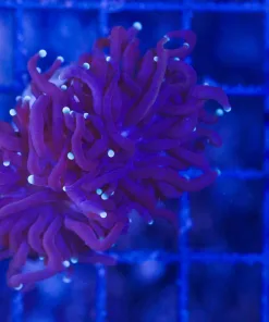 Wysiwyg Mini Purple Torch Coral Frag (C3)