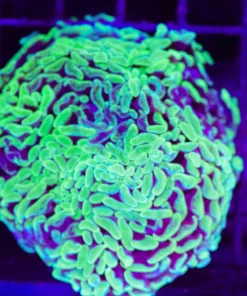 Wysiwyg WIld Hammer Coral Colony (C30)