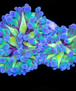 Tri Color Frogspawn Frag (C31)