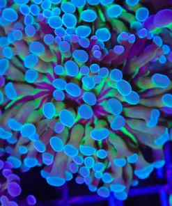 Wysiwyg Hammer Coral (C34)