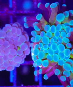 Wysiwyg 2for1 Hammer Coral (C36)