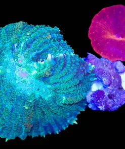 Wysiwyg 2for1 Mushroom Combo Pack | XL Rhodactis X Iron Man (C37)