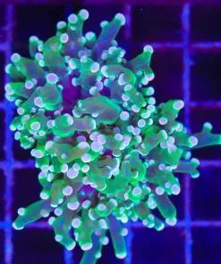 Wysiwyg Orange Tip Frogspawn | Rare Color Combo (C38)