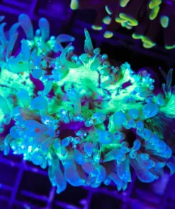 Wysiwyg Elegance | Free Coral | Minimum $249 Livestock Spend | Max 1 Per Order (C39)