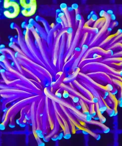 Wysiwyg Blue Tip Australian Gold Torch Coral (C4)