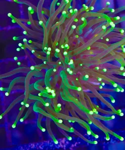 Wysiwyg Yellow Tip Firefly Torch Coral (C4)