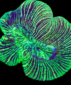 Wysiwyg Open Brain Coral | Small / Medium | West Autralian Super Vibrant Coloy (C40)
