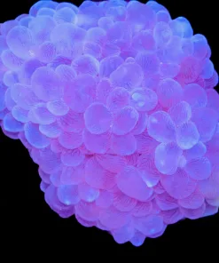 Wysiwyg Large Bubble Coral (C41)