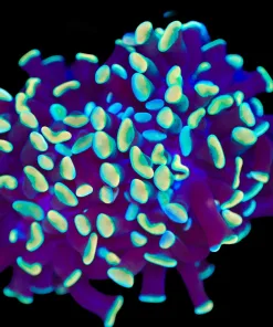 Wysiwyg Gold Dipped Hammer Coral (C42)