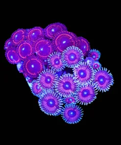 Wysiwyg Combo Zoanthid Mini Colony (C43) *Free Shipping ! No Minimum Livestock Spend*