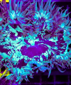 Wysiwyg Elegance Coral (C44)