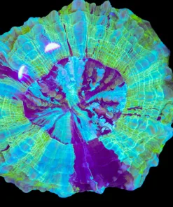 Wysiwyg Acanthophyllia Deshayesiana (C46)