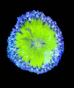 Wysiwyg Rock Flower Anemone (C47)