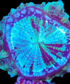 Wysiwyg Acanthophyllia Deshayesiana (C48)