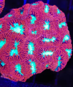 Wysiwyg Candy Apple Blastomussa Colony (C49)