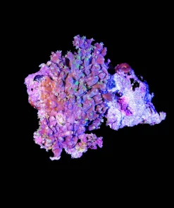 Wysiwyg Mystery Acropora Species Growing On Live Rock | PIck Up Only (C5)
