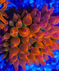 Wysiwyg Bubble Tip Anemone | Small - Medium (C50)