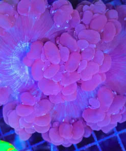 Wysiwyg XL Bubble Coral Colony (C51)