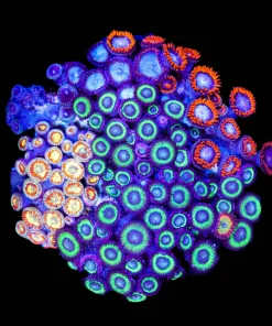 Wysiwyg Combo Zoanthid Colony (C53)