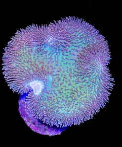 Wysiwyg Wild Australian Leather Coral Colony | X-Large (C54)
