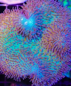 Wysiwyg XL Japanese Leather Coral Colony (C54)