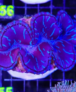 Wysiwyg XL Maxima Clam (C55)