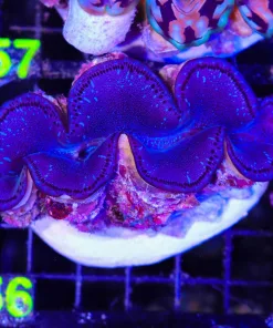 Wysiwyg XL Maxima Clam (C56)
