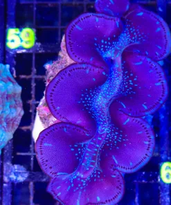 Wysiwyg XL Maxima Clam (C58)