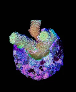 Wysiwyg Acropora ColonyStump | Pick Up Only (C59)