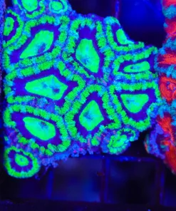 Wysiwyg Australian Warcraft Acan Small Colony (C59)