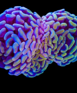 Orange Australian Hammer Coral (C6)