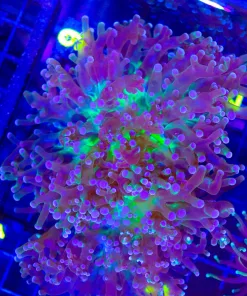 Wysiwyg Large Multi Head Green Mouth Frogspawn Coral (C6)