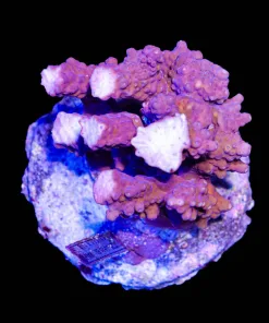 Wysiwyg Acropora Colony Stump | Pick Up Only (C60)