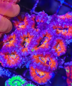 Wysiwyg Australian Tricolor Acan Small Colony (C60)