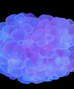 Wysiwyg Large Bubble Coral (C61)