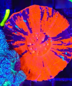 Wysiwyg Scolymia Australis (C63)