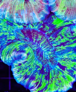 Wysiwyg Ultra Open Brain Coral (C65)