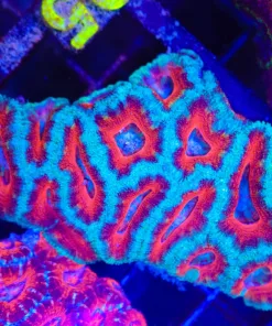 Wysiwyg Superman Acan Colony (C67)