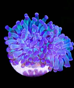 Purple Hammer Coral Frag | 1 Per Order (C68)