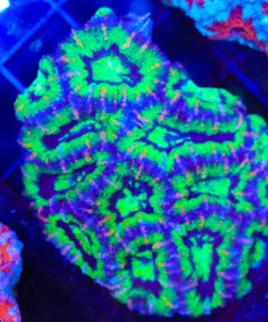 Wysiwyg Pink Flek Warcraft Acan Colony (C68)