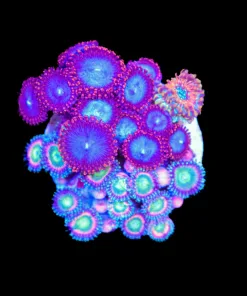 Wysiwyg Combo Zoanthid Mini Colony (C69)