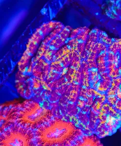 Wysiwyg Ultra Acan Small Colony (C69)