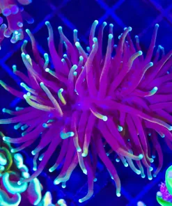 Wysiwyg Gold Streak Torch Coral (C7)