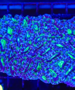 Wysiwyg XL Ausralian Wild Acan Colony (C70)