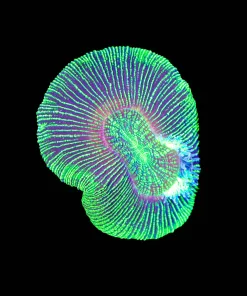 Wysiwyg Neon Green Open Brain Coral (C71)