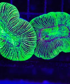 Super Bright Neon Glowing Open Brain Coral | Small (C71)