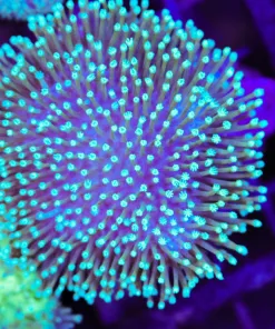 Wysiwyg Unique Wild Australian Leather Coral Colony | Small (C72)
