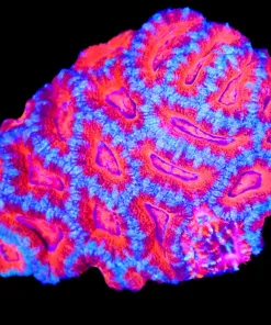 Wysiwyg Blue Rim Acan Colony (C76)